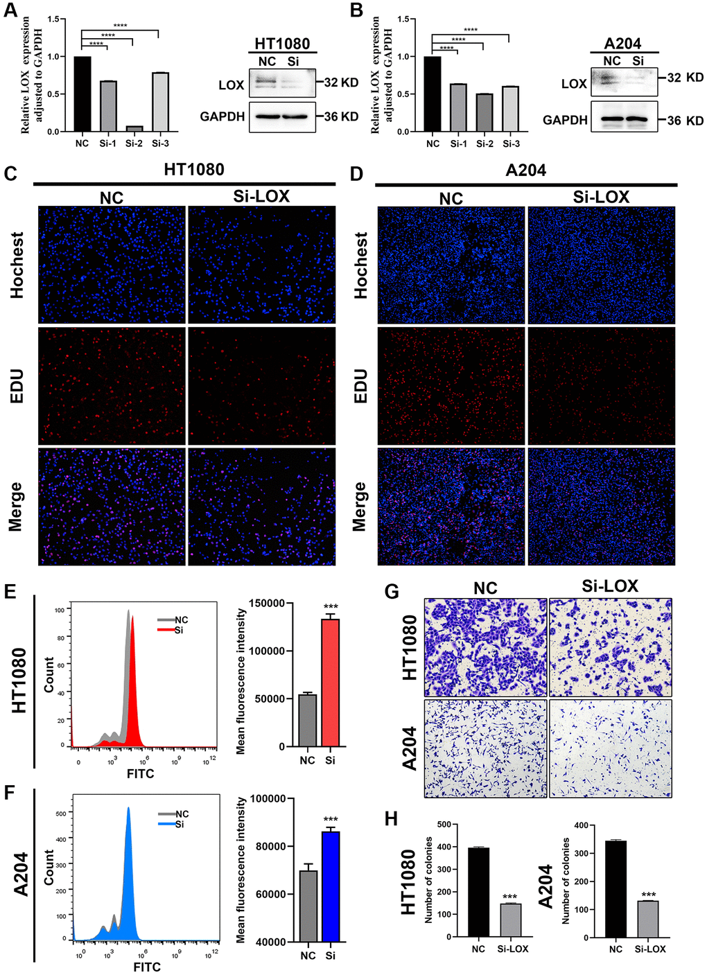 Downregulation of LOX inhibits growth and increases ROS production in HT1080 and A204 cells. (A, B) qPCR analysis and Western blotting analysis were performed to detect the mRNA and protein levels of LOX in HT-1080 and A204 cells. (C, D) EdU assay was used to detect the proliferation of HT-1080 and A204 cells. (E, F) ROS levels were analyzed by flow cytometry in HT-1080 and A204 cells. (G, H) Transwell assay was performed to assess migration of HT-1080 and A204 cells. ***p ****p = 0.