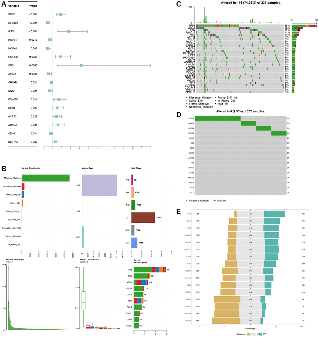 Landscape of prognostic difference, somatic mutations, CNV of ferroptosis regulators in STS. (A) Univariate Cox regression analysis for each ferroptosis regulators in STS. (B) Variant classifications of mutations in STS. (C) Summary of somatic mutations in STS. (D) Summary of somatic mutations of ferroptosis regulators in STS. (E) CNV of 16 ferroptosis regulators in STS.