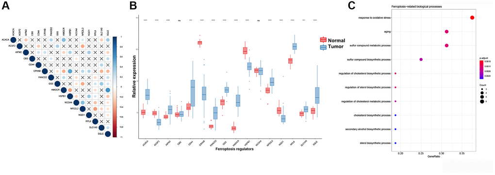Expression, interactions and functional annotations of ferroptosis regulators in STS. (A) Correlation plot among 16 regulators using Pearson correlation analysis. PPI analysis of ferroptosis regulators. (B) Expression of different ferroptosis regulators between normal samples and STS samples in GSE17674. (C) Functional annotations for 16 ferroptosis regulators. *p **p ***p ****p = 0. Abbreviation: ns: no significance.