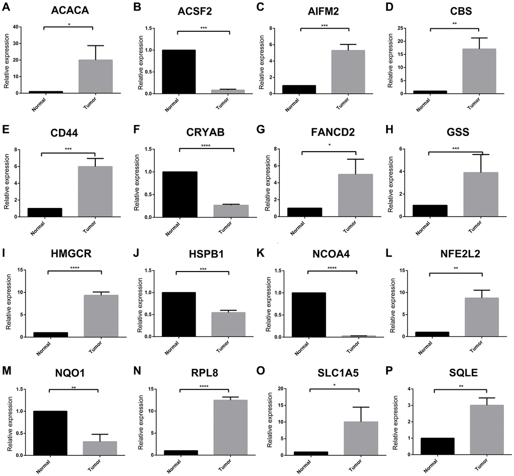 Expression of each ferroptosis regulators between STS and adjacent tissue by RT-qPCR. (A–P) The relative expression of ACACA, ACSF2, AIFM2, CBS, CD44, CRYAB, FANCD2, GSS, HMGCR, HSPB1, NCOA4, NFE2L2, NQO1, RPL8, SLC1A5 and SQLE between tumor and normal tissues, respectively. *p **p ***p ****p = 0. Abbreviation: ns: no significance.