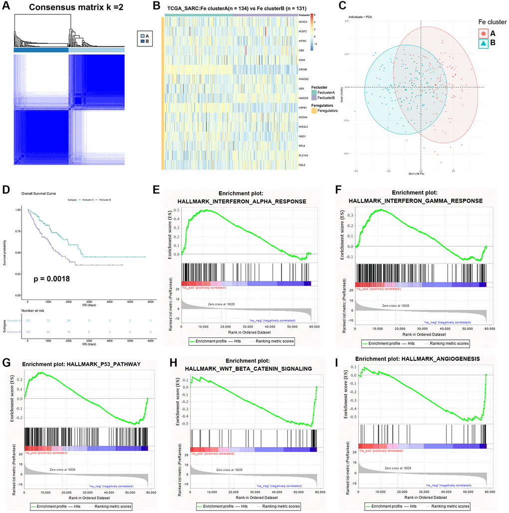 Identification of two ferroptosis modification patterns in STS. (A) The result of consensus clustering analysis in STS. (B) Heatmap of expression of 16 ferroptosis regulators in Fe clusters A and B. (C) The result of PCA of two Fe clusters. (D) Survival plot of two clusters in TCGA-SARC (p = 0.0018). (E) Enriched pathways in Fe cluster A: α interferon response. (F) Enriched pathways in Fe cluster A: γ interferon response. (G) Enriched pathways in Fe cluster A: p53 pathway. (H) Enriched pathways in Fe cluster B: WNT signaling. (I) Enriched pathways in Fe cluster B: angiogenesis.