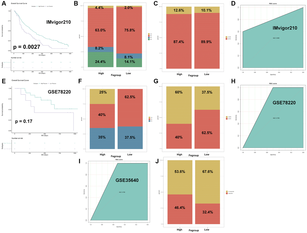 The Fescore predicted immune response in immunotherapy datasets. (A) Survival plot of high and low Fescore in IMvigor210 dataset (p = 0.0027). (B) Relative percent of immune responses in high and low Fescore in IMvigor210 dataset. Abbreviations: CR: complete response; PR: partial response; SD: stable disease; PD: progressive disease. (C) Relative percent of CR/PR and SD/PD in high and low Fescore in IMvigor210 dataset. (D) ROC curve for prediction of immune response in IMvigor210 dataset. (E) Survival plot of high and low Fescore in GSE78220 dataset (p = 0.17). (F) Relative percent of immune responses in high and low Fescore in GSE78220 dataset. Abbreviations: CR: complete response; PR: partial response; PD: progressive disease. (G) Relative percent of CR/PR and SD/PD in high and low Fescore in GSE78220 dataset. (H) ROC curve for prediction of immune response in GSE78220 dataset. (I) ROC curve for prediction of immune response in GSE35640 dataset. (J) Relative percent of CR/PR and SD/PD in high and low Fescore in GSE35640 dataset.