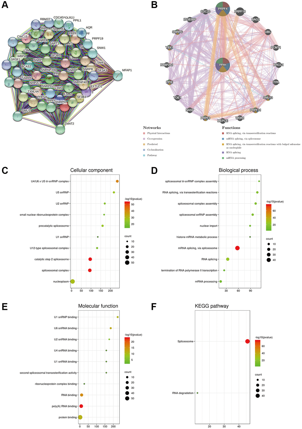 Biological interaction network of PPIH and enrichment analysis of gene sets enriched in the target network of PPIH. (A) Protein – protein interaction (PPI) network of PPIH (top 50) (STRING database). (B) PPI network (top 20) and functional analysis of gene sets enriched in the target network of PPIH. Colors of the network edges indicate the bioinformatics methods applied: physical interactions, coexpression, predicted, colocalization, and pathway. Colors of the network nodes indicate the biological functions of enriched gene sets (GeneMANIA database). (C–E) The GO functional enrichment analysis predicted three main functions of 65 genes enriched in the target network of PPIH, including cellular component, biological process, and molecular function. (F) KEGG pathway analysis (bioinformatics database).