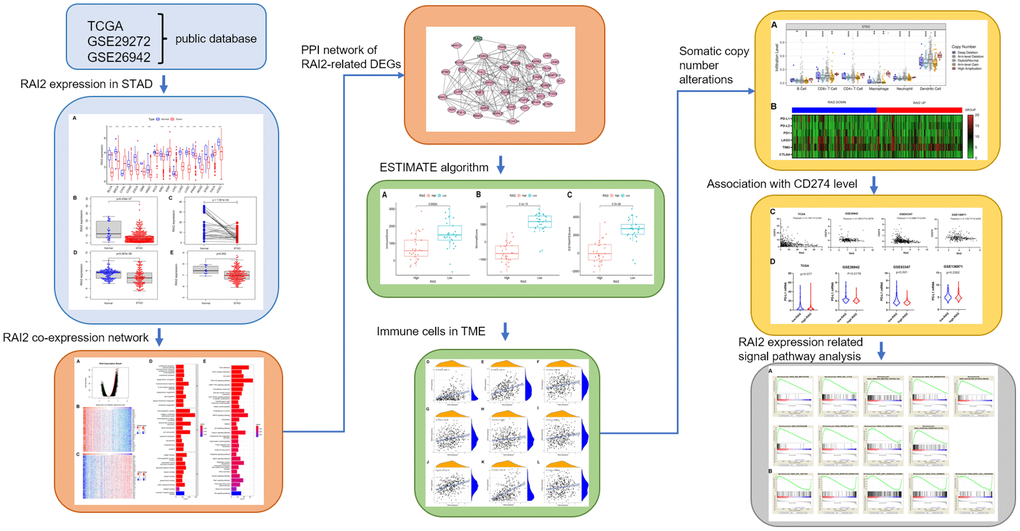 The workflow of this study.