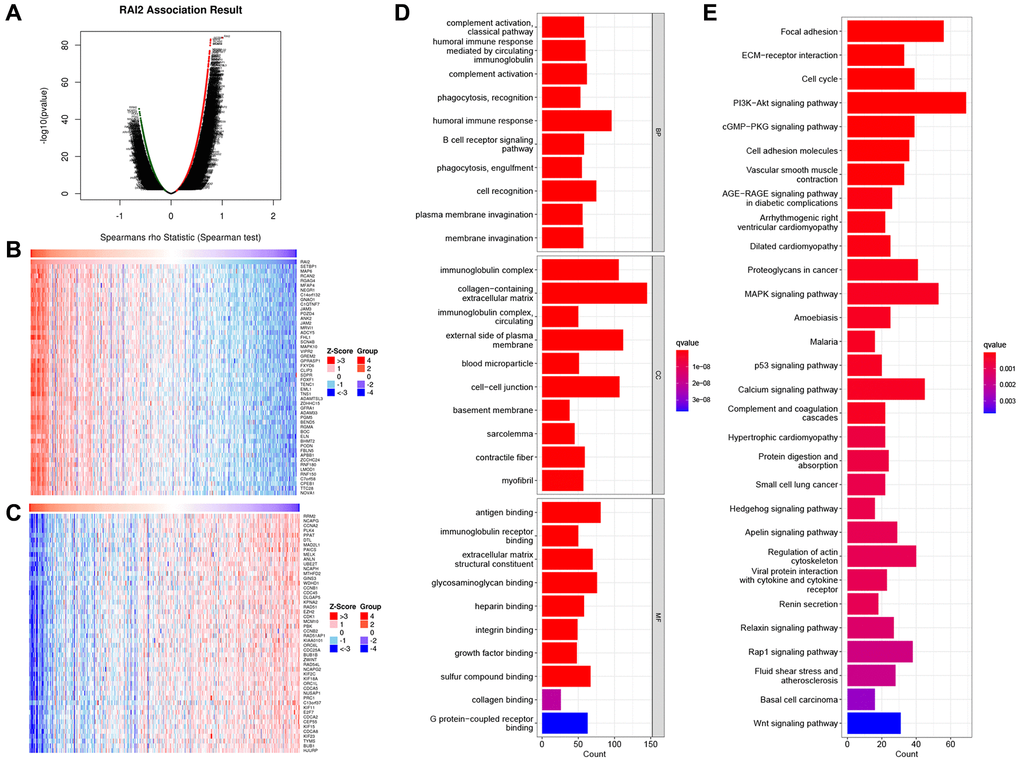 Differential expression genes related to RAI2 in STAD from TCGA. (A) Identification of significantly differential expressed genes associated to RAI2 through Pearson test. (B, C) Top 50 genes associated with RAI2 in STAD. Red: positive correlation genes; Green: negative correlation genes. (D, E) Bar plot for GO enrichment (D) and KEGG pathway (E) of RAI2 associated genes in STAD.