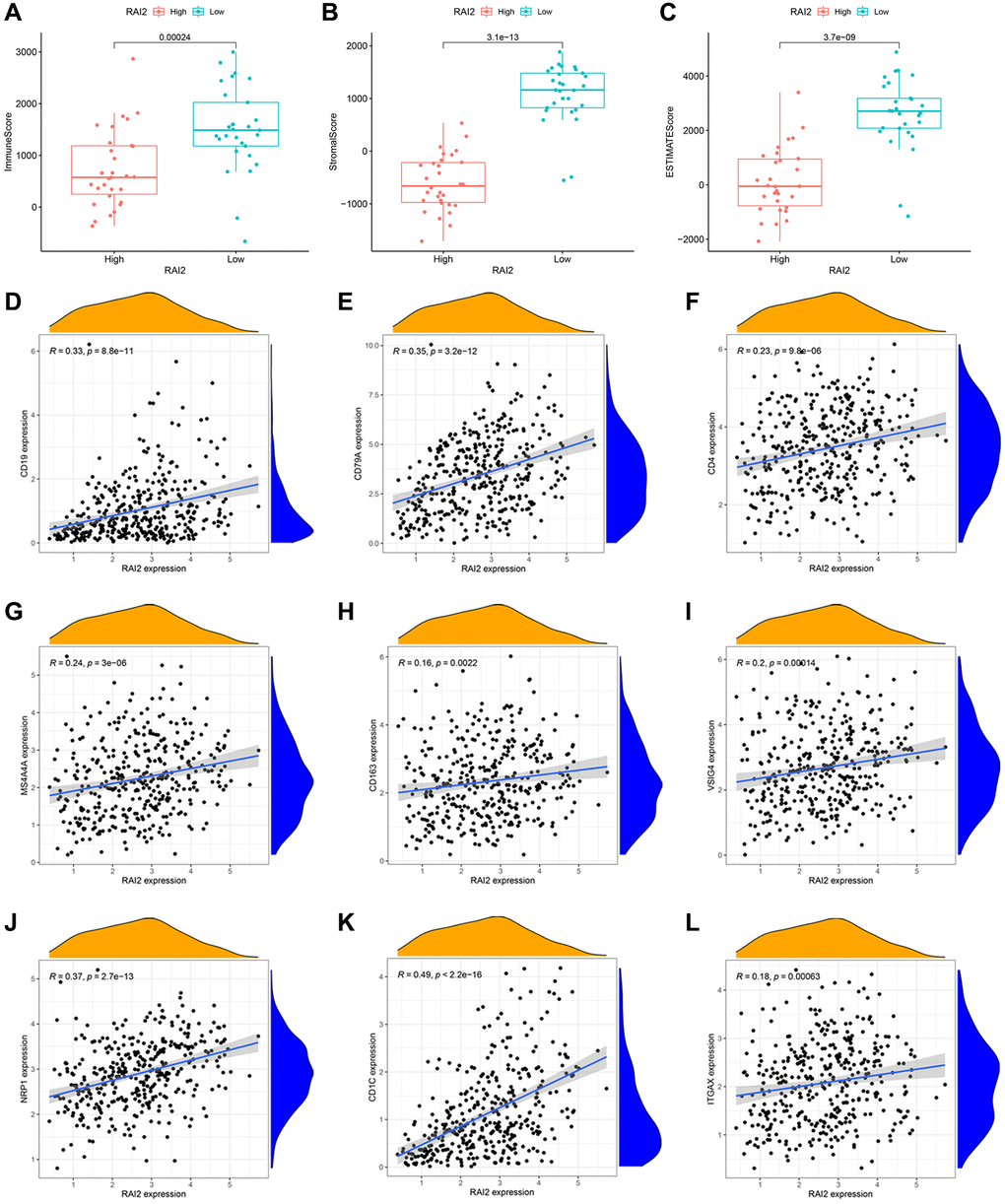 Correlation between RAI2 expression and tumor immune microenvironment in STAD samples. (A–C) Associations between the expression levels of RAI2 and immune score (A), stromal score (B) and ESTIMATE score (C). (D–L) Correlation between surface markers of immune cells and RAI2 expression. (D, E) B cell, (F) CD4+ T cell, (G–I) M2 macrophage, (J–L) dendritic cell.