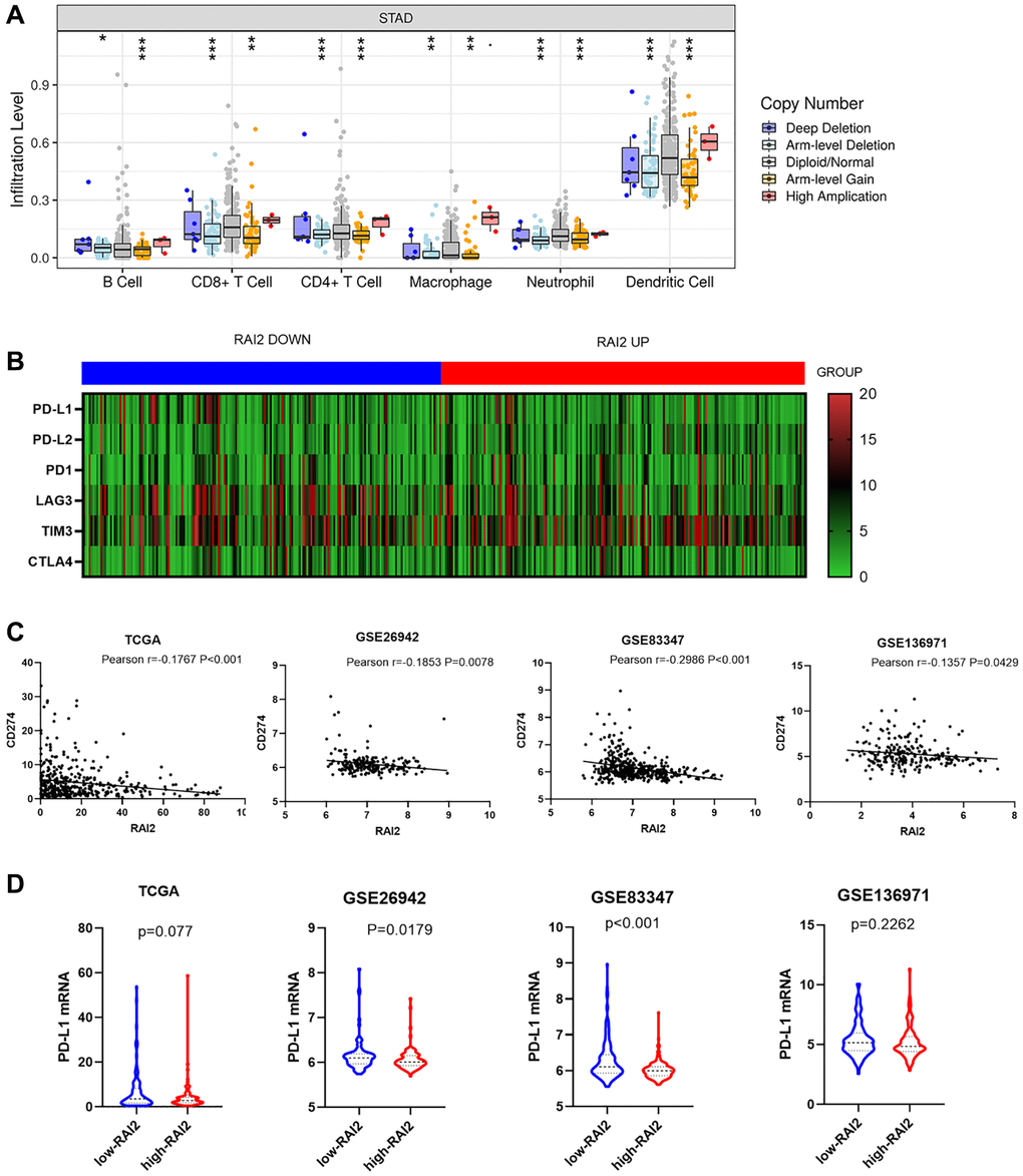 RAI2 expression was significantly associated with PD-L1 expression. (A) The effect of RAI2 copy number variation on the infiltration level of B cells, CD4+ T cells, macrophages and dendritic cells in STAD. (B) The heatmap of immune checkpoints based on RAI2 expression. (C) The correlation between RAI2 expression and CD274 expression in different databases. (D) CD274 mRNA expression decreased by RAI2 up-regulation.