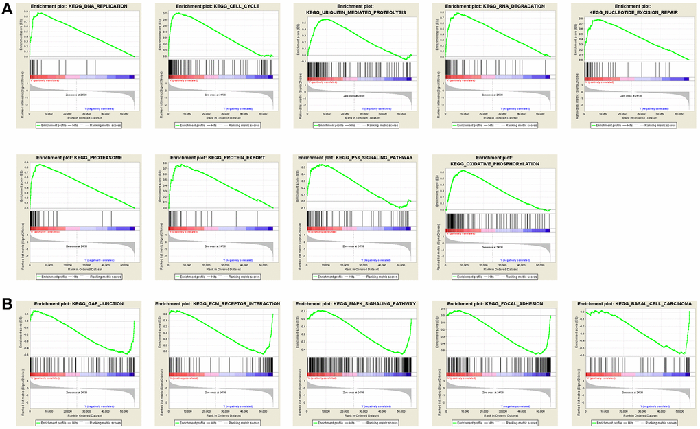 Annotation of KEGG pathway among the top 30 samples with the highest and lowest RAI2 expression via multiple GSEA analysis. (A) Pathways positively correlated with RAI2 expression. (B) Pathways negatively correlated with RAI2 expression.