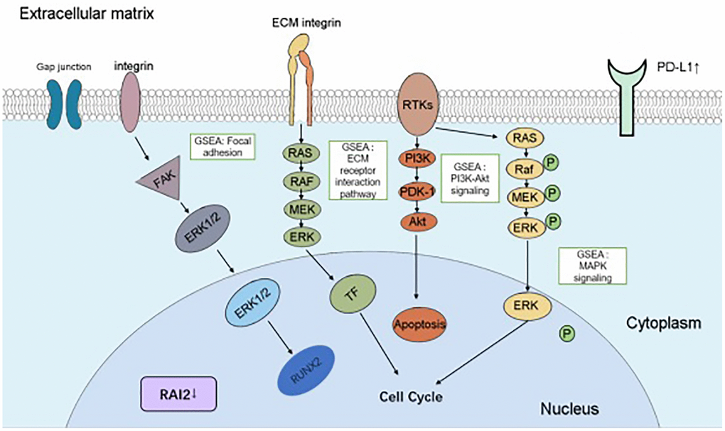 A schematic diagram depicting the roles and mechanisms of RAI2 in GC cells. The boxes indicated the abnormal pathways affected by RAI2 in GC cells, including “focal adhesion”, “ECM receptor interaction pathway”, “PI3K-Akt signaling” and “MAPK signaling”. Aberrant expressed genes by RAI2 were indicated in the figure.