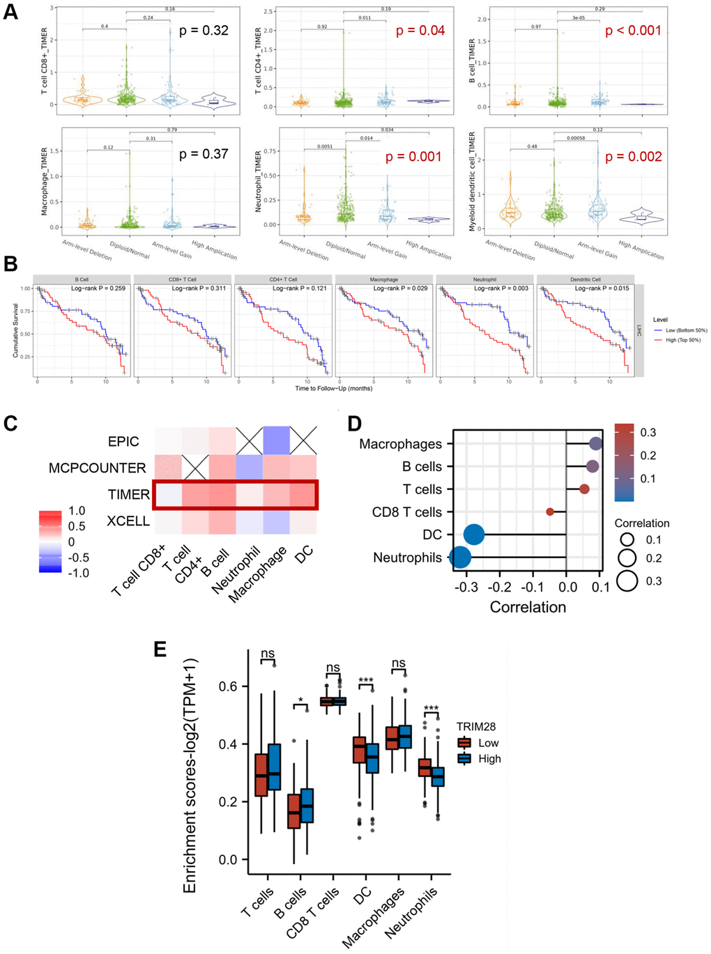 Correlation between immune cell infiltration and TRIM28 in HCC. (A) The quantity of immune cells (T cell CD8, T cell CD4, B cell, Macrophage, Neutrophil and Myeloid dendritic cell) in HCC with altered TRIM28 copy numbers from TIMER 2.0 database. (B) Kaplan-Meier plots were used to analyze the TRIM28-binding immune infiltration and overall survival rate of HCC. Among these, T cell CD4 (0.036), Macrophage (0.007) and Neutrophil (0.01) markedly positively correlated with infiltrating levels. (C, D). Immune cells levels were showed in a heatmap and lollipop diagrams from TCGA. (E) The immune genes associated TRIM28 expression level analysis from TCGA. Log2 (TPM + 1) was applied for log-scale. *p ***p 