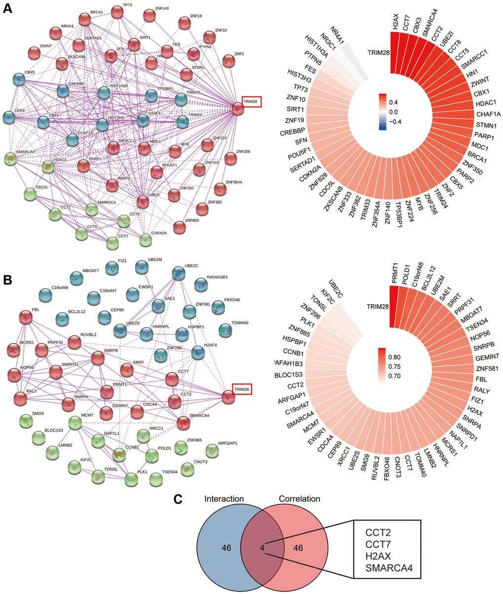 TRIM28-related interaction and correlation gene enrichment analysis in HCC. (A, B) We obtained the TRIM28-binding top 50 proteins using the STRING tool (three different colors using Kmeans clustering), (A) the TRIM28-binding interaction genes from cBioPortal data, (B) the TRIM28-binding correlation genes from Gephia 2 data. The corresponding circos plot data in the detailed genes are displayed. (C) Venn diagrams was used to conduct the interaction analysis of the TRIM28-binding and correlated four genes (CCT2, CCT7, H2AX and SMARCA4).