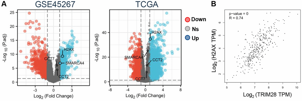 Correlation between TRIM28/H2AX/CDK4 and clinicopathological characteristics of HCC. (A) An overview of CCT2, CCT7, H2AX and SMARCA4 expression levels in HCC from GSE45267 and TCGA (blue: overexpression, red: down expression, Abbreviation: ns: no significant. (B) Correlation analysis between TRIM28 and H2AX expression in HCC from TCGA data.