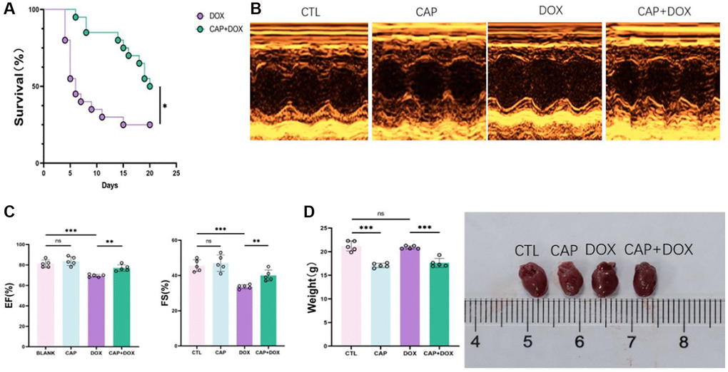 CAP alleviated DOX-induced myocardial injury. (A) Survival rate of mice injected with DOX or CAP+DOX (n = 20). (B) Echocardiographic images of CTL group, CAP group, DOX and DOX + CAP groups in at day 4 after injection. (C) Shortening fraction (left) and ejection fraction of mice at day 4 after injection (right) (n = 6). (D) Weight of mice (left) and anatomical appearance of mice heart (right) (n = 5). Data are shown as the mean ± SEM. Statistical significance was determined using two-tailed student’s t-test. *p **p ***p 