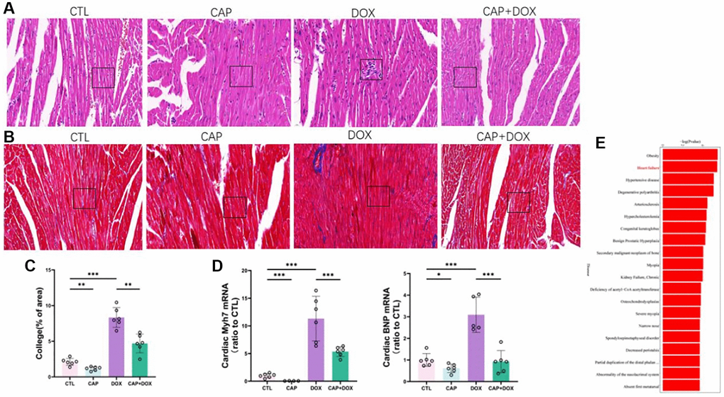 CAP alleviated DOX-induced myocardial injury. (A) Cross-sectional staining of mouse heart, HE staining. (B) Masson staining of Cross-sectional staining of mouse heart. Scale: 50 µM (C) Percentage analysis of collagen fibers (n = 6). (D) mRNA expression levels ofMYH7 (left) and BNP (right) in mouse heart tissue on day 4 after injection (n = 6). (E) KEGG disease enrichment map of mice in DOX and CAP+DOX groups (n = 3). Data are shown as the mean ± SEM. Statistical significance was determined using two-tailed student’s t-test. *p **p ***p 