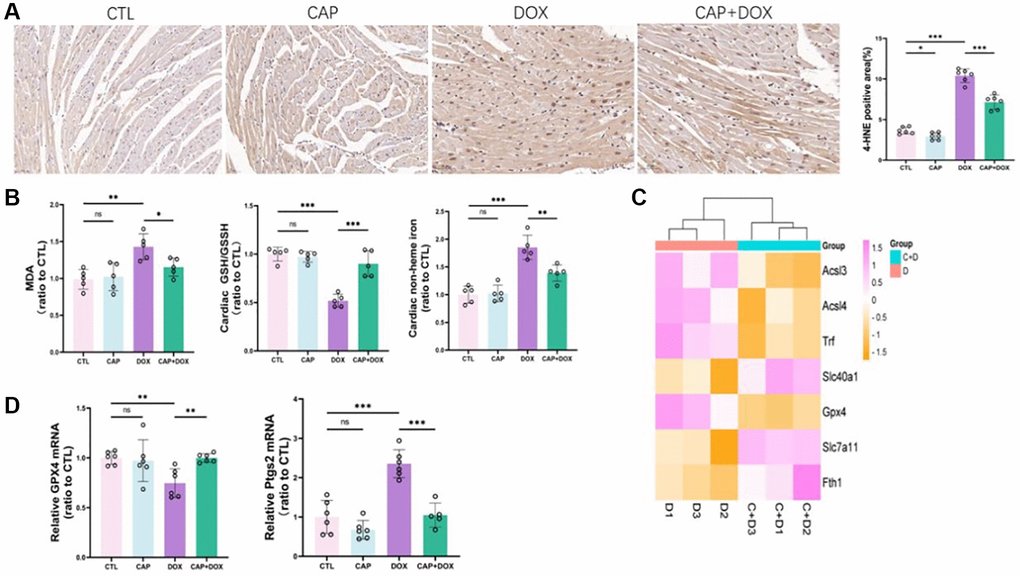 CAP mitigated DOX-induced ferroptosis in mice. (A) The cardiac tissues of mice from each group were stained with anti - 4-HNE (left) and quantitative analysis was performed (right). Scale: 50 µM (B) Mouse myocardial MDA (left), myocardial glutathione to reduced glutathione ratio (middle), myocardial iron non-heme iron (right) (n − 5). (C) Cluster heat maps of genes associated with ferroptosis in dox and CAP+DOX groups (n = 3). (D) mRNA expression levels of GPX4 (left) and PTGS2 (right) in mouse myocardium (n = 6). Data are shown as the mean ± SEM. Statistical significance was determined using two-tailed student’s t-test. *p **p ***p 