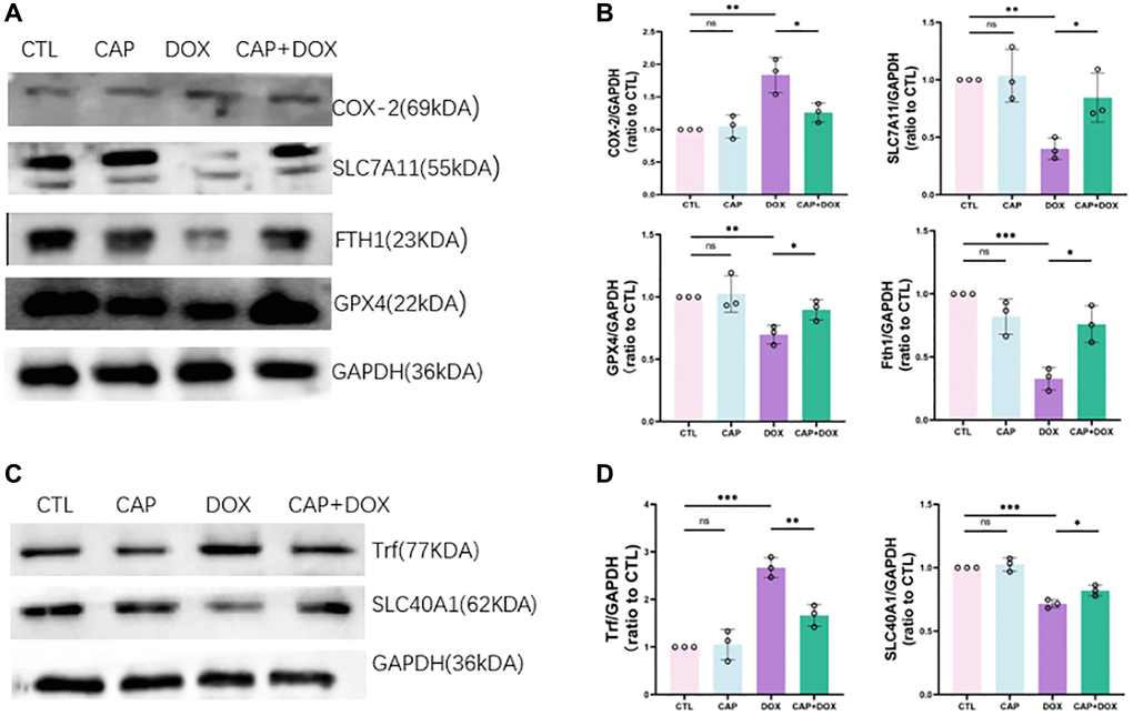 CAP mitigated DOX-induced ferroptosis in mice. (A) Immunoprotein gel of COX-2, SLC7All, FTHI, GPX4 in mice (n = 3). (B) Relative expressions of COX-2, SLC7All, FTHI, GPX4 in mice. (C) Immunoprotein gel of Trf and SLC40A1 in mice (n = 3). (D) Relative expression levels of Trf and SLC40A1 in mice (n = 3). Data are shown as the mean ± SEM. Statistical significance was determined using two-tailed student’s t-test. *p **p ***p 