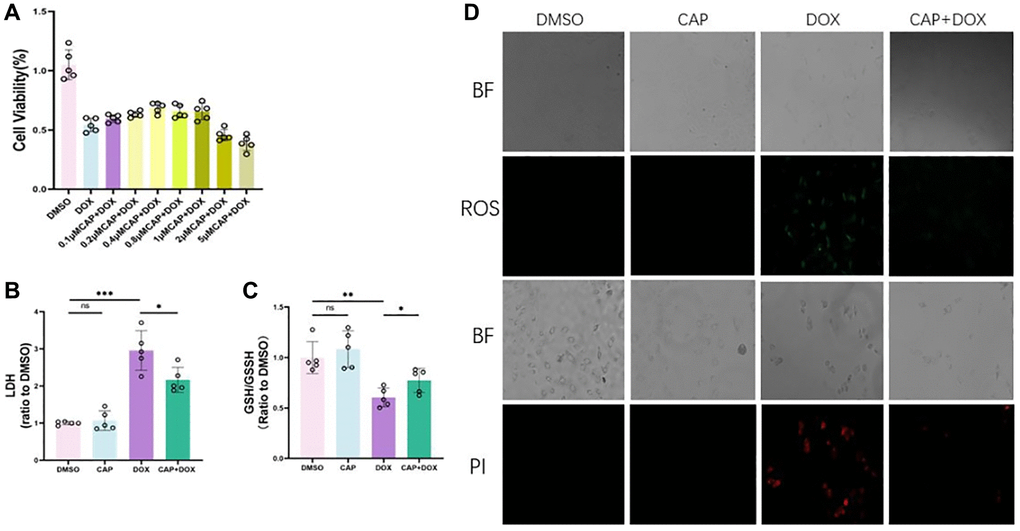 CAP inhibited DOX-induced ferroptosis in H9C2 cells. (A) H9C2 cells were treated with 2.5 µM DMSO or DOX or varying concentrations of CAP+ 2.5 µM DOX for 6 hours, followed by measurement of cell viability using cck-8 assay (n = 5). (B) H9C2 cells were treated with 2.5 µM DMSO or DOX or 0.4 µM CAP+ 2.5 µM DOX for 6 hours, followed by measurement of cell toxicity using LOH assay (n = 5). (C) H9C2 cells were treated as described previously for 6 hours, followed by measurement of intracellular GSH/GSSG levels (n = 5). (D) H9C2 cells were treated with 2.5 µM DMSO or DOX or 0.4 µM CAP + 2.5 µM DOX for 24 hours, and then observed under bright field (BF) and fluorescence modes for measurement of intracellular ROS levels (top) and cell death(bottom) (n = 3). Scale: 20 µM Data are shown as the mean ± SEM. Statistical significance was determined using two-tailed student’s t-test. *p **p ***p 