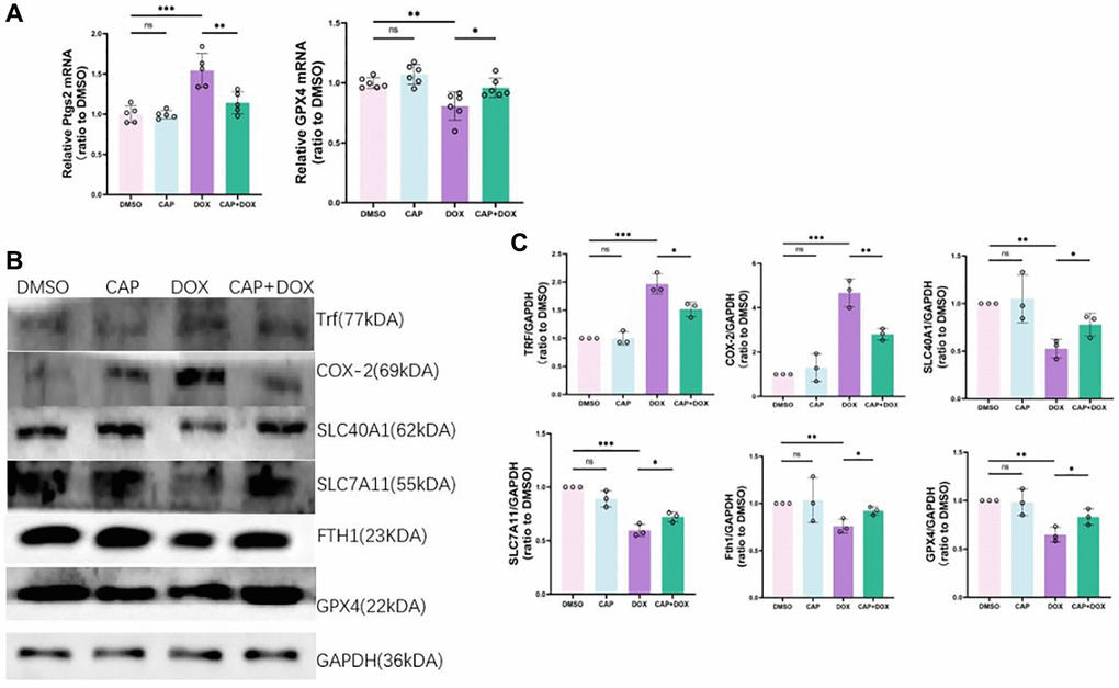 CAP inhibited DOX-induced ferroptosis in H9C2 cells. (A) H9C2 cells were treated with 2.5 µM DMSO or DOX or 0.4 µM CAP+ 2.5 µM DOX for 6 hours, and then, qPCR was used for quantitative analysis of PTGS2 (right) and GPX4 (left) mRNA expression (n = 5). (B) Relative expressions of COX-2, SLC7All, FTHl, GPX4, TRF, SLC40Al in H9C2 (n = 3). (C) H9C2 cells were treated with 2.5 µM DMSO or DOX or 0.4 µM CAP+ 2.5 µM DOX for 8 or 12 hours, followed by extraction of proteins for Western blot analysis (n = 3). Data are shown as the mean ± SEM. Statistical significance was determined using two-tailed student’s t-test. *p **p ***p 