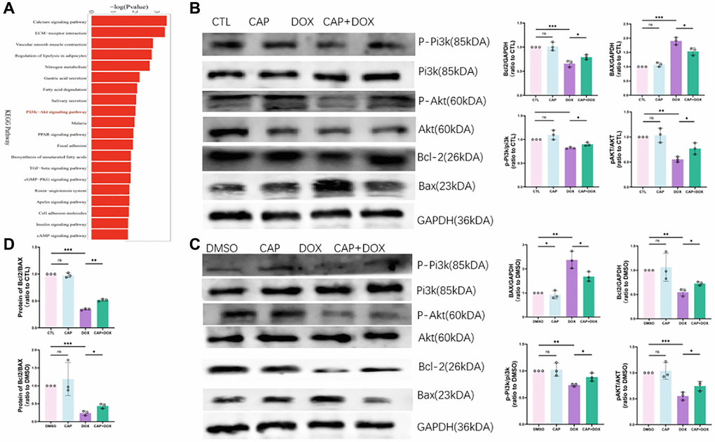 CAP relieved DOX-induced apoptosis of cardiomyocytes by regulating PI3K-Akt signaling pathway. (A) KEGG pathway enrichment plots for DOX group and CAP+DOX group 24 hours after injection of DOX (n = 3). (B) Quantitative analysis of heart tissue collected from four groups of mice after injection of saline or CAP or DOX or CAP pretreatment followed by DOX treatment, using immunoblotting (n = 3). (C) Quantitative and analytical immunoblotting for H9C2 cells treated with 2.5 µM DMSO, DOX or 0.4 µM CAP+2.5 µM DOX for 12 hours (n = 3). (D) Ratio of the BCL2 and BAX proteins in mouse myocardial tissue (top) and in H9C2 cells (bottom), used to indicate risk of apoptosis (n = 3). Data are shown as the mean ± SEM. Statistical significance was determined using two-tailed student’s t-test. *p **p ***p 
