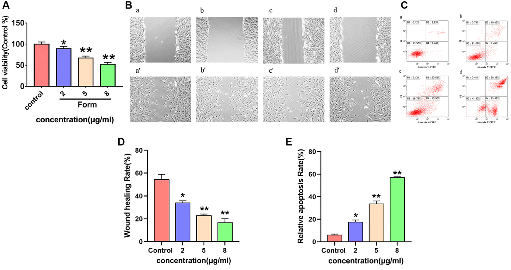 (A) The inhibitory effect of different concentrations of formononetin (0, 2, 5, 8 μg/mL) on the proliferation of MG63 cells. Data are presented as the means ± SD of three independent experiments. *p **p B) Images of the wounds of cell layer at 0 h (a–d) and after 48 h (a′–d′), showing the width of scratches with the effect of different concentrations of formononetin (0, 2, 5, 8 μg/mL) on the migratory ability of MG63 cells. (C) Representative results of Annexin-V/PI staining for formononetin. (a–d) Cells were treated with 0, 2, 5, 8 μg/mL formononetin for 48 h. (D) Wound healing assay of formononetin treated MG63 cells. (E) The apoptosis rate of MG63 cells after formononetin treatment.