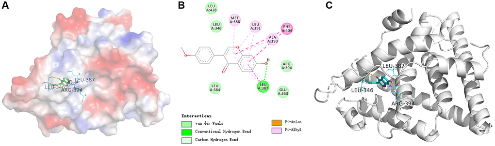 (A) The electrostatic potential energy diagram of ESR1 and formononetin ligand. (B) The 2D structural diagram showing the interaction between ESR1 and formononetin ligand. (C) The structural diagram illustrating the interaction between ESR1 and formononetin ligand.