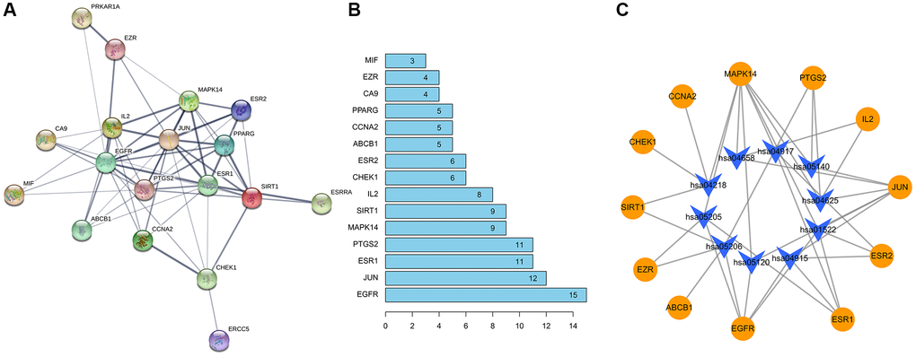 Construction of PPI network diagram (A) The protein interaction diagram. (B) The abscissa represents the number of related pairs of genes in the network diagram. (C) The formononetin-OS target gene network.