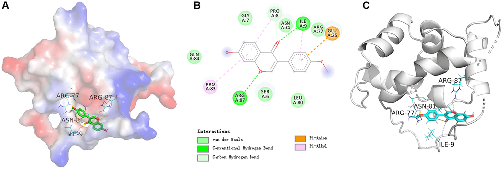 (A) The electrostatic potential energy diagram of SATB2 and formononetin ligand. (B) The structural diagram showing the interaction between SATB2 and formononetin ligand. (C) The 2D structural diagram illustrating the interaction between ESR1 and formononetin ligand.