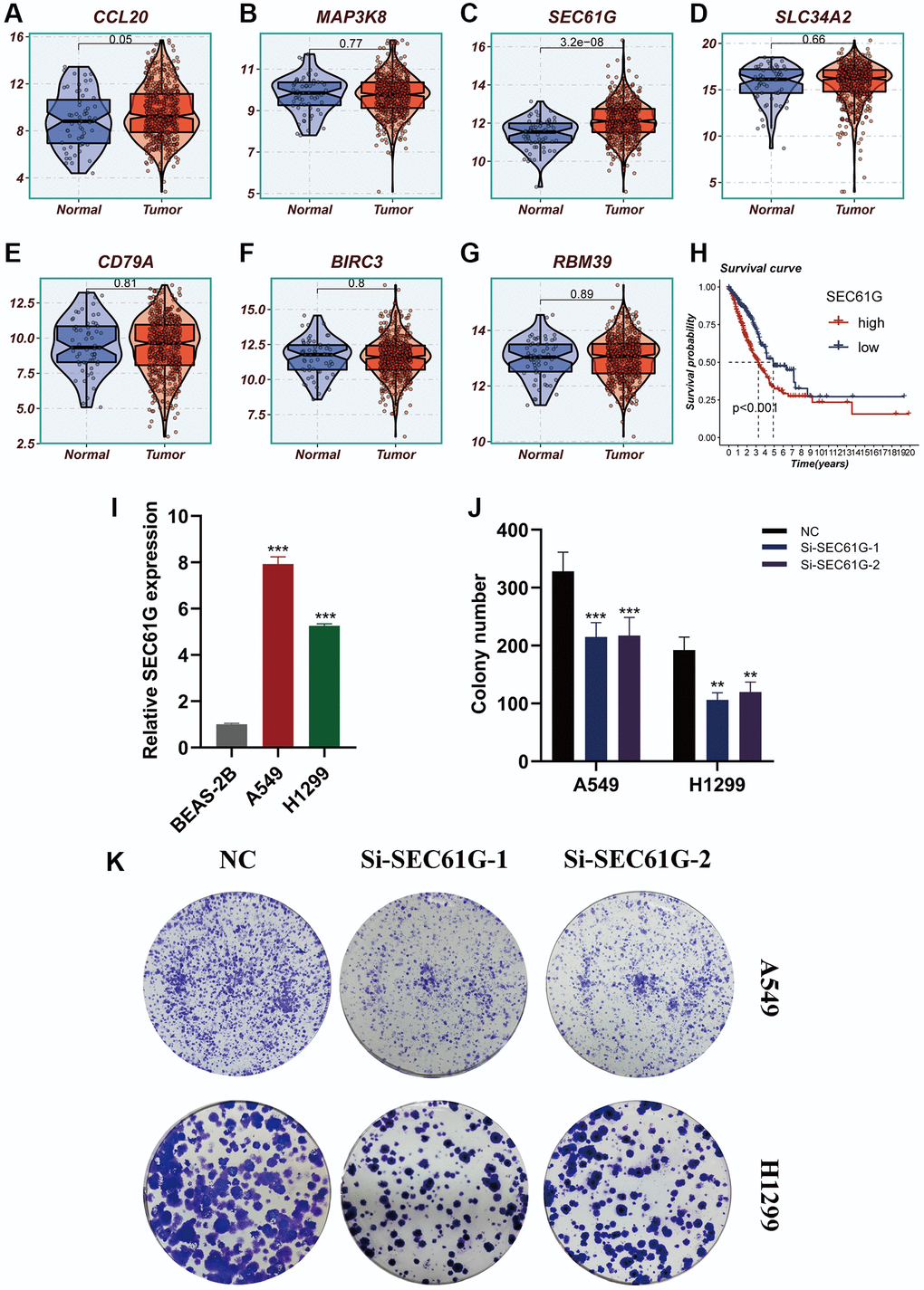 Experimental validation of model gene and in vitro experiment with SEC61G knockdown. (A–G) Boxplots showing the differential expression of CCL20, MAP3K8, SEC61G, SLC34A2, CD79A, BIRC3, and RBM39 between tumor and normal tissues. (H) Survival curves showing the difference between SEC61G high and low expression groups. (I) Histogram shows the relative SEC61G expression between BEAS-2B, A549 and H1299. (J, K) After SEC61G knockdown, the cloning ability of A549 and H1299 cell lines decreased significantly.