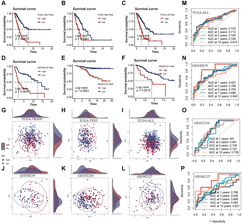 Survival curves, sample distribution and ROC curves of high- and low-risk groups. (A–F) The survival differences of different risk groups in TCGA-TRAIN, TCGA-TEST, TCGA-ALL, GEO30219, GEO30210 and GEO42127, respectively, were presented. (G–L) The PCA sample distribution of different risk groups in TCGA-TRAIN, TCGA-TEST, TCGA-ALL, GEO30219, GEO30210 and GEO42127, respectively, were presented. (M–P) The ROC curves of different risk groups in TCGA-TRAIN, GEO30219, GEO30210 and GEO42127 at 1-, 3-, 5-, 7-, and 10-years, respectively, were presented.