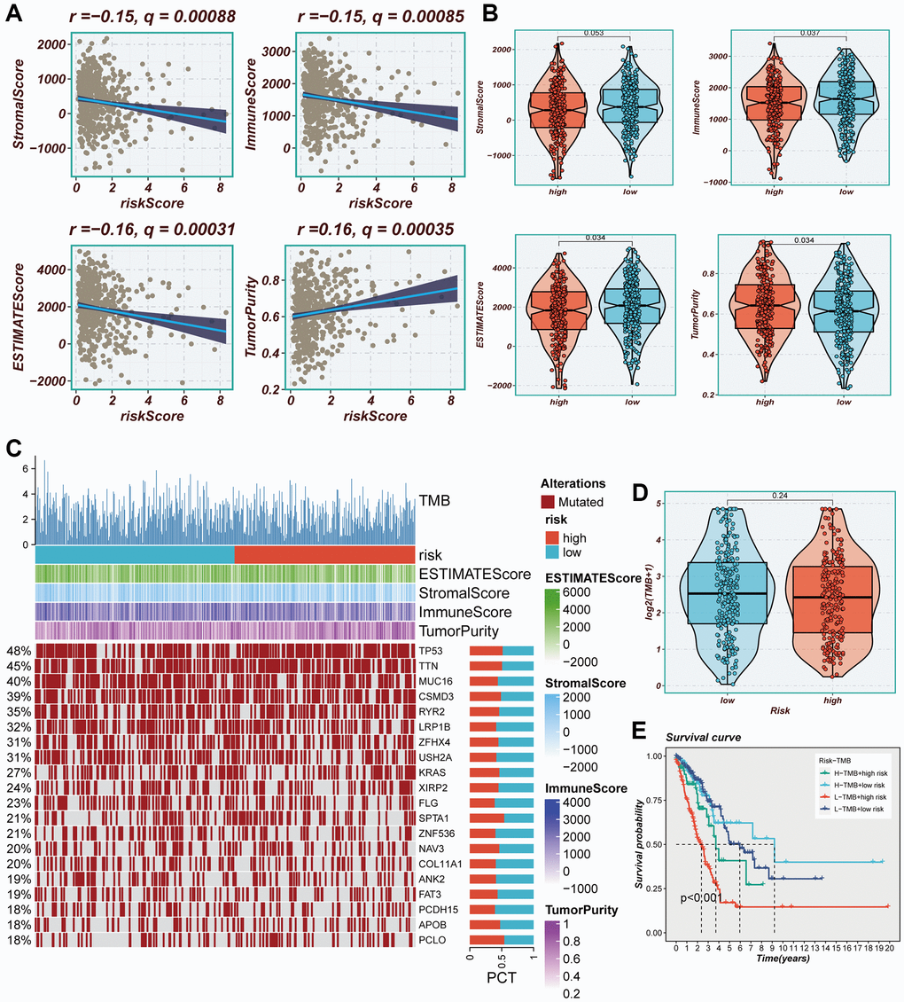 Immune infiltration assessment. (A) Scatter plot of correlation between risk score and stromal score, immune score, ESTIMATE score, and tumor purity. (B) Boxplots of differences between risk groups in stromal score, immune score, ESTIMATE score and tumor purity. (C) Heat map demonstrating the differences in immune cell infiltration between high- and low-risk groups assessed using four algorithms. (D) Boxplots of differences between risk groups in TMB. (E) Survival curves showing the difference between survival among four subgroups (high-risk and high-mutation, high-risk and low-mutation, low-risk and high-mutation, low-risk and low-mutation).