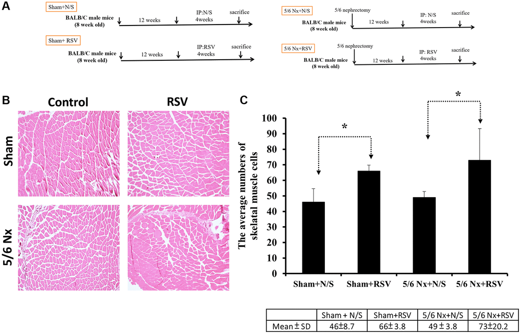 Pathologic change in skeletal muscle in mice with 5/6 nephrectomy. (A) Experimental design. (B) H&E staining of skeletal muscle tissues. (C) Number of nuclei within the skeletal muscle for each group. *p 