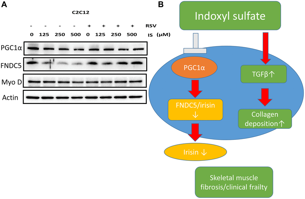 Treatment with RSV ameliorated IS-induced PGC-1α–FNDC5 dysfunction. (A) Protein levels of PGC-1α, FNDC5, myoD, and actin were examined using Western blotting. (B) Graphic abstract.