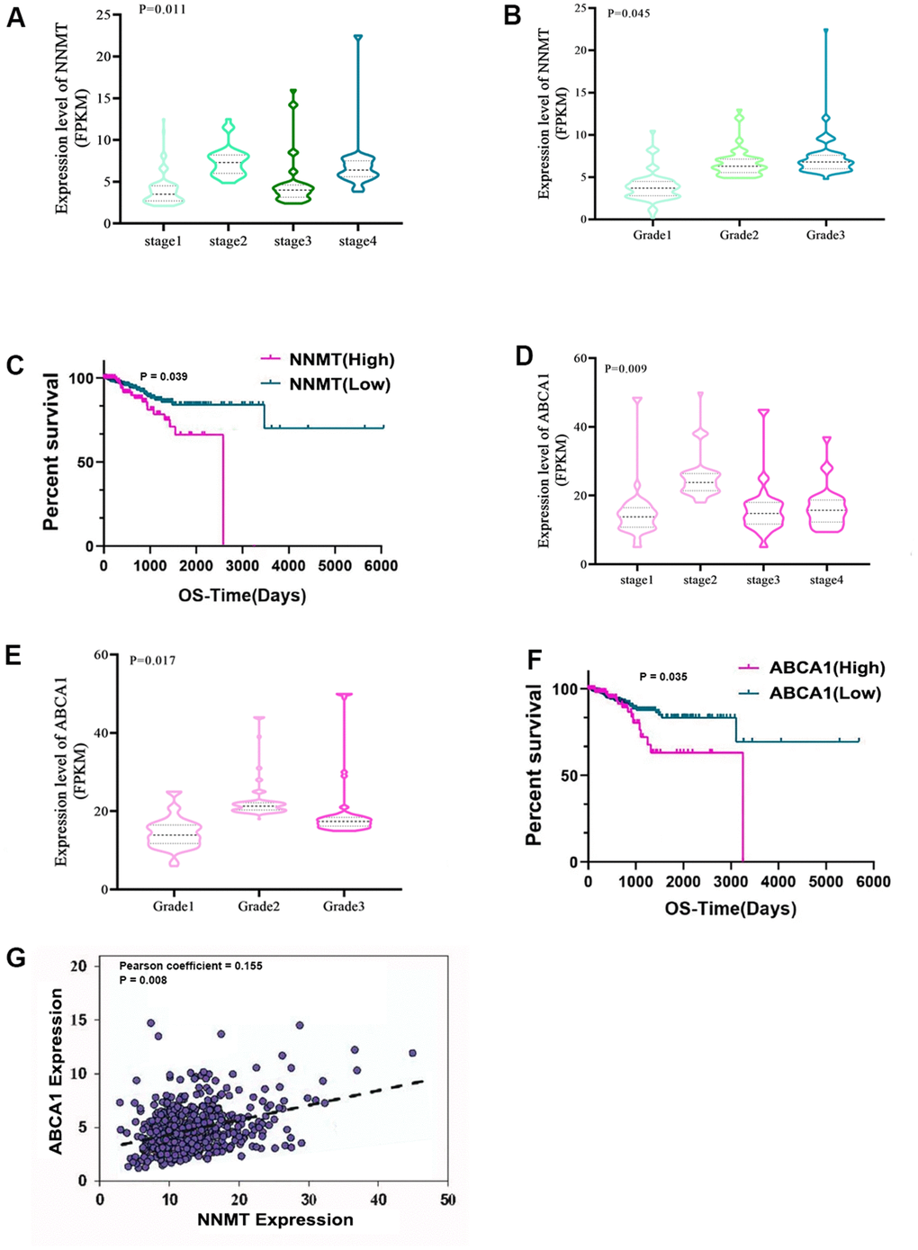 Bioinformatics analyses show that NNMT stimulates ABCA1 transcription, contributing to EC development. Results from the TCGA database (norm = 23, extreme = 543) are displayed. Variations in NNMT expression may be seen (A) throughout all FIGO stages (B) and pathological grades. (C) The quartile-based correlation between NNMT and OS is displayed (Low: 1st quartile distribution; Median: 2nd-3rd quartile distribution; High: 4th quartile distribution). ABCA1 expression varies among FIGO stages (D) and pathogenic subtypes (E). Shown below is the link between ABCA1 and OS (F). (G) The relationship between NNMT and ABCA1 expression in EC tissue.