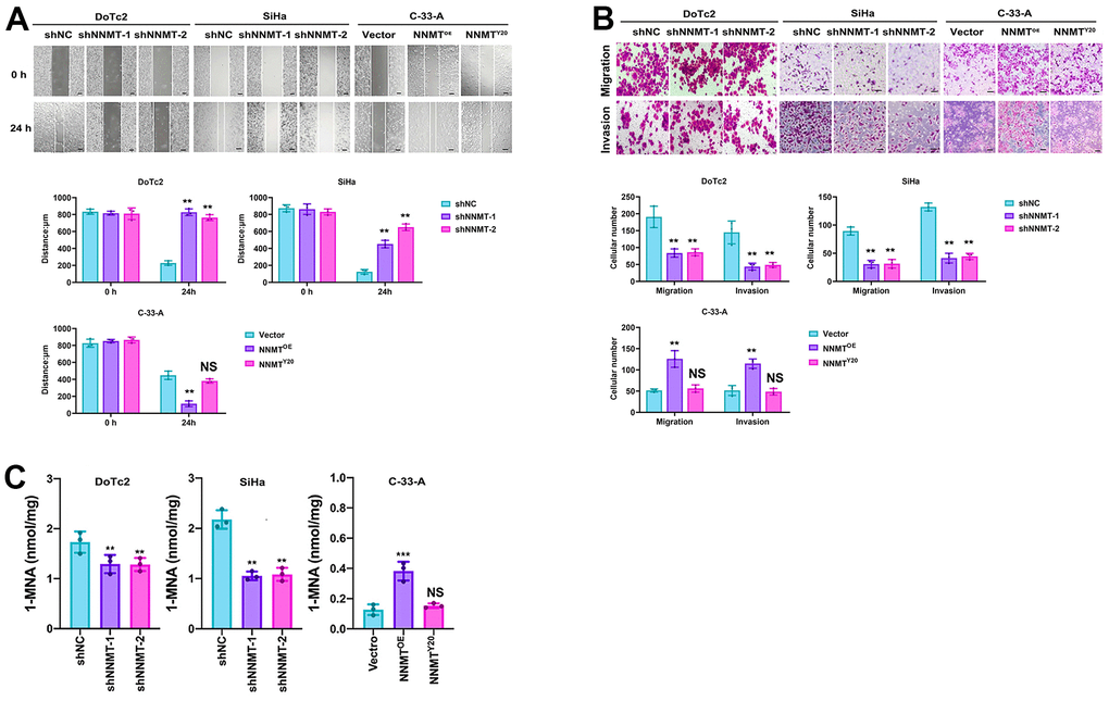 NNMT promotes cell migration and invasion of EC cells. (A) Results of wound healing assay (Scale: 100 μm). (B) Results of migration and invasion assays (Scale: 100 μm). (C) Intracellular 1-MNA concentrations using liquid chromatography-mass spectrometry. All experiments were conducted three times (**P P 