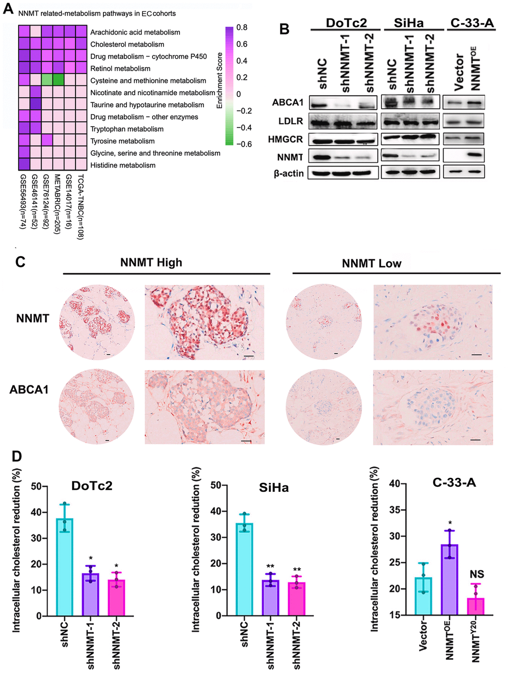 Cholesterol efflux is improved thanks to NNMT’s ability to upregulate ABCA1. (A) Gene set enrichment analysis (GSEA) was used to investigate pathways involved in NNMT-related metabolism. (B) Expression bands of proteins involved in cholesterol metabolism. (C) Example immunohistochemical staining for NNMT and ABCA1 proteins in EC tumors (Scale: 100 μm). (D) Inhibition of cholesterol production and uptake leads to a significant drop in intracellular cholesterol levels. (*P 