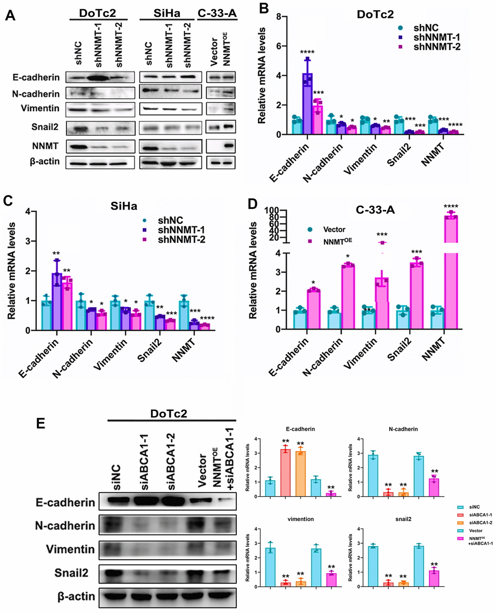 Cholesterol is lowered thanks to ABCA1 expression being boosted by NNMT, triggering EMT in turn. EMT-related protein western blotting result (A) as an example. Quantitative real-time polymerase chain reaction analysis of relative mRNA levels relating to the epigenetic regulatory transition (EMT) (B–D). (E) Western blotting and quantitative analysis of relative EMT-related protein levels in DoTc2 cells transfected with anti-ABCA1 siRNA; EMT-related protein levels are shown as a representative result. All experiments were conducted three times. The data are presented as a mean, standard error of the mean. (*P 