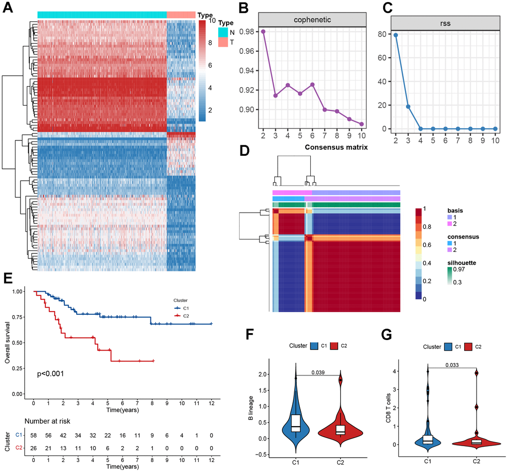 Clustering based on NMF. (A) The heatmaps of differentially expressed mitochondrial genes. (B) The cophenetic correlation coefficient is used to reflect the stability of the cluster obtained from NMF. (C) RSS is used to reflect the clustering performance of the model. (D) Consensus map clustered via the NMF algorithm. (E) Kaplan–Meier curve analysis for the two subtypes. (F, G) Immune scores of cells of the tumor microenvironment (TME) showing significant differences.