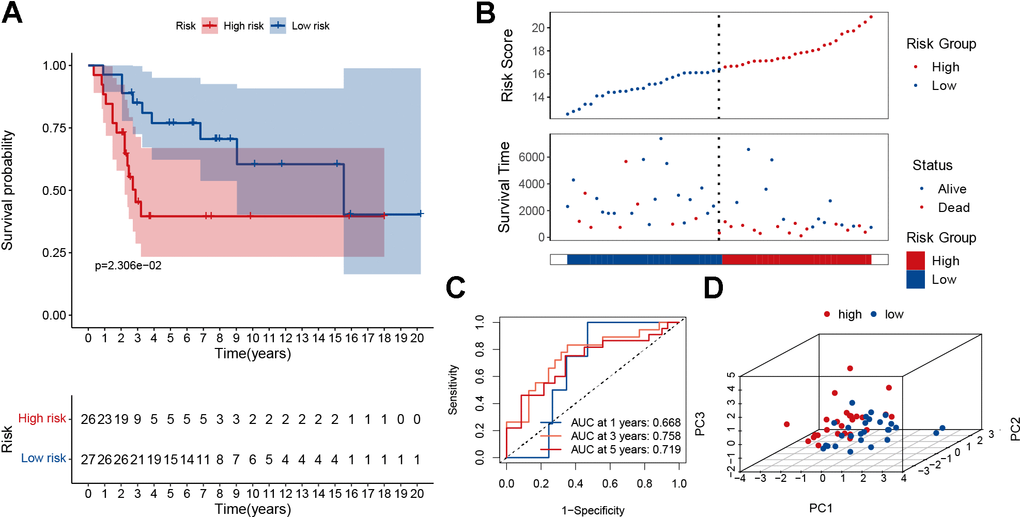 Validation of the MRGs signature in the GSE21257 dataset. (A) Kaplan–Meier survival curve analysis of patients in the high-risk group and low-risk group. (B) The distributions of survival status and risk score. (C) The AUC of time-dependent ROC curves. (D) PCA plot based on the MRGs signature.