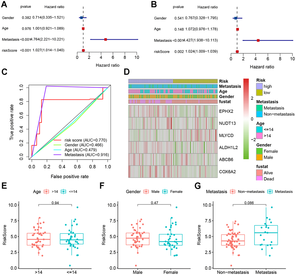 Clinical correlation analyses. (A) Univariate Cox analysis. (B) Multivariate Cox analysis. (C) AUC value predicts clinical characteristics and risk score. (D) Heatmap and the clinical characteristics of the two groups. (E–G) Relationship between risk score and clinical pathological factors.