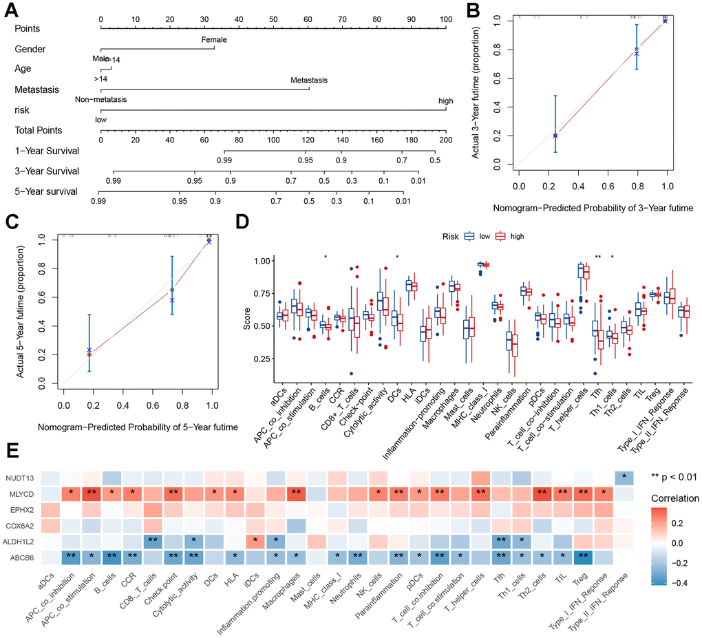 Nomogram and immune signature of the risk model. (A) Nomogram based on risk score, age, sex, and metastasis for predicting the 1-, 3-, and 5-year death rate. (B, C) Calibration plots of the nomogram for predicting the 3- and 5-year’ survival of osteosarcoma. (D) Relationship between risk score and immune cell infiltration and related functions via ssGSEA analysis. (E) Relationship between MRGs signature and immune cell infiltration and related functions via ssGSEA analysis.