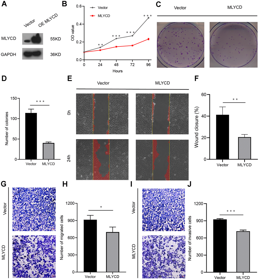 The effect of MLYCD on osteosarcoma cell proliferation, migration, and invasion. (A) Protein expression levels of MLYCD were measured by western blotting. (B–D) CCK-8 and colony-formation assays were used to assess osteosarcoma cell proliferation. (E, F) The wound healing assay was performed to estimate the effect of MLYCD overexpression on cell migration. (G–J) The transwell assay was conducted to assess the effect of MLYCD overexpression on osteosarcoma cell invasion and migration. Scale bar = 100um. *P