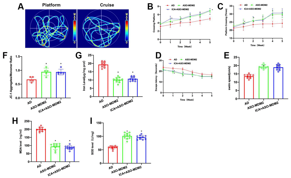 Inhibition of MDM2 can antagonize ICA’s effect on AD mice. (A–E) Morris water maze (n= 10). In ASO-MDM2 and ICA+ASO-MDM2 groups, escape latency was shortened, platform crossings were increased and swimming distance was lengthened, showing significant differences from the AD group, albeit insignificant differences between these two groups. *PF, G) Iron content and JC-1 (n= 10). ASO-MDM2 and ICA+ASO-MDM2 could lower the iron ion content in brain, enhance the level of JC-1 polymerization, and increase the polymer/monomer ratio. *PH, I) SOD and MDA (n= 10). ASO-MDM2 and ICA+ASO-MDM2 could suppress the level of MDA and elevate the level of SOD. *P