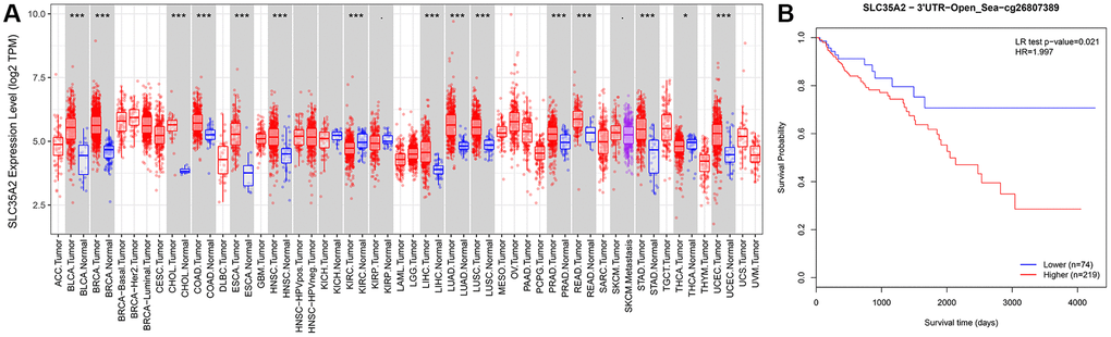 Analysis of pan-cancer SLC35A2 expression and survival analysis of methylation site cg26807389 related to SLC35A2 with CRC patients. (A) Differential expression of SLC35A2 was found in various tumor and normal tissues in TIMER database. Among them, the expression of SLC35A2 was elevated in colorectal adenocarcinoma (COAD) and rectal adenocarcinoma (READ). (*p **p ***p B) Survival analysis of high expression group of methylation site cg26807389. The results showed that CRC patients with high expression of methylation site cg26807389 had poor prognosis (p = 0.021).