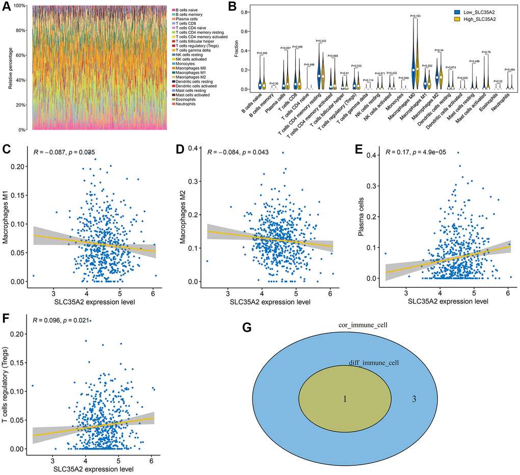 Analysis of immune microenvironment of colorectal cancer. (A) The overall immune cell infiltration of CRC patients. (B) The high-SLC35A2-expression and low-SLC35A2-expression groups differed in the level of immune cell infiltration, and only one distinct immune cell was obtained: plasma cells. (C–F) Correlation analysis indicated that there was significant correlation between 4 types of immunity and SLC35A2: macrophages M1 and M2, T cell regulatory (Tregs) and plasma cells. (G) One of the most significant immune cell types was obtained: plasma cells.