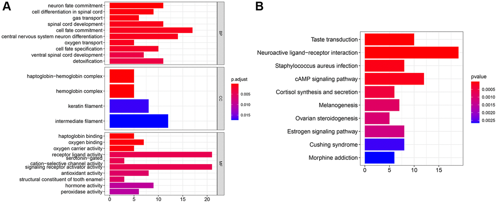 GO/KEGG analysis of gene SLC35A2 in colorectal carcinoma. (A) GO analysis of SLC35A2. The results were classified into Biological Process (BP), Cell Composition (CC) and Biological Function (MF). (B) KEGG analysis of SLC35A2 in colorectal tissues.