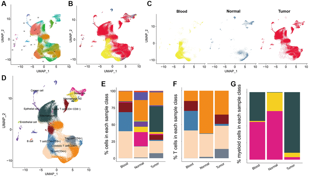 The cell distribution pattern in NSCLC. (A) The cell cluster analysis of scRNA data. (B, C) The cell distribution in three sample types (tumor tissues, para-tumor normal tissues, and blood samples). (D) Cell annotation results of UMAP cluster analysis. (E) Percentages of clustered total cells in three types of samples including blood, normal tissue and tumor tissue group. (F) The cell percentages of clustered T cells in three types of samples. (G) The cell percentages of clustered macrophage subpopulations in three types of samples.