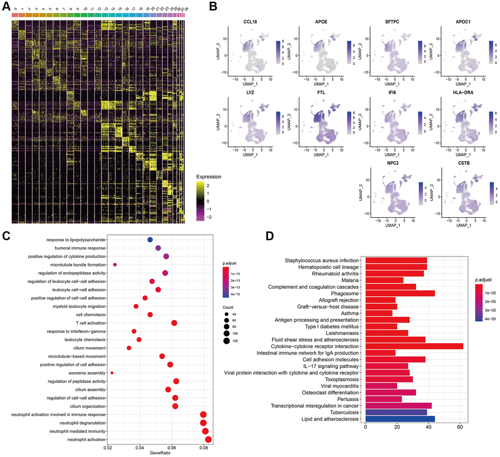 Gene expression features in cell clusters. (A) Heatmap of the top 10 DEGs in 29 clusters. (B) Expression of top 10 DEGs of cluster 0 in 29 clusters. (C, D) GO and KEGG analysis of DEGs in cluster 0.