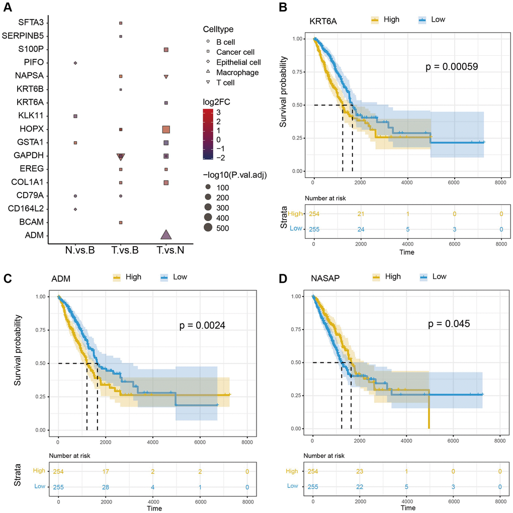 Survival analysis of cell marker genes. (A) DEGs between different groups. (B–D) Survival analysis of 3 representative marker genes (KRT6A, NASPA, and ADM).