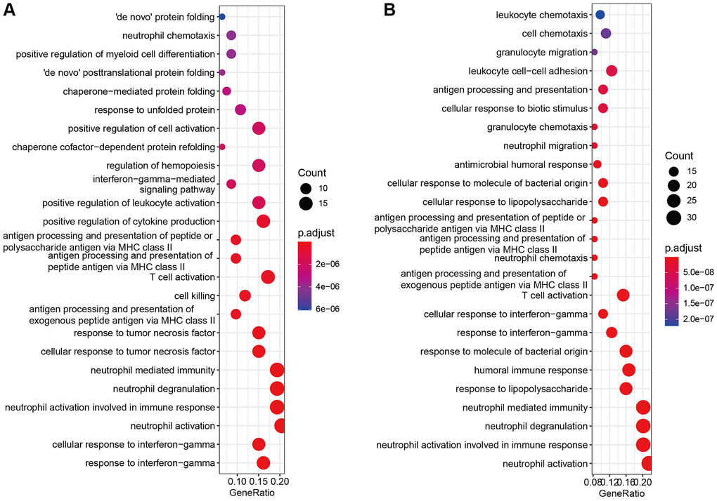 Enrichment analysis of marker genes. (A, B) GO and KEGG enrichment analysis of cell marker genes.