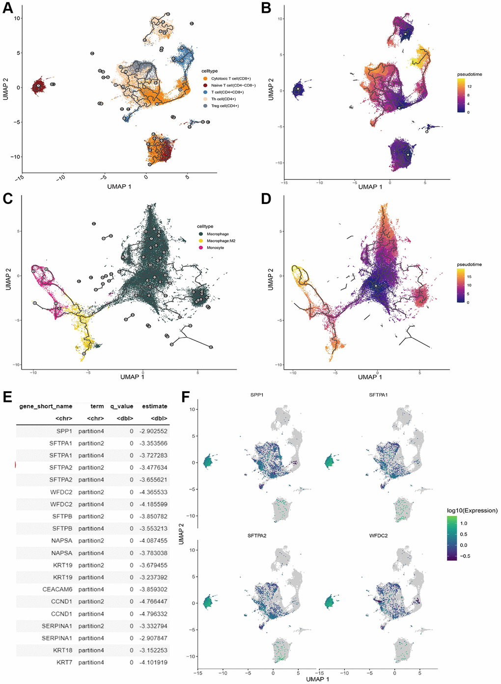 T cell trajectory analysis. (A) The evolution pathway of T cells. (B) The pseudo-time sequence of evolution of T cells. (C) The evolution pathway of macrophage. (D) The pseudo-time sequence of evolution of macrophages. (E) Significant marker gene lists involved T cell development. (F) Gene expression pattern of the significant marker gene in T cell.